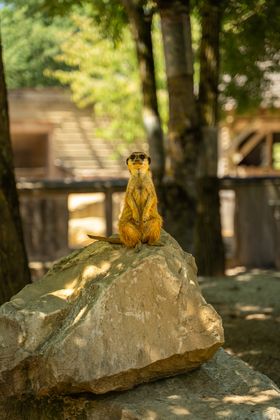 Photo d'un suricate
